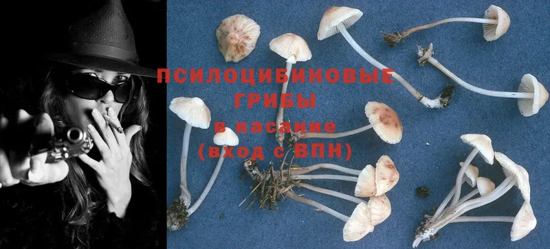 цены наркотик  Беломорск  Галлюциногенные грибы Psilocybe 